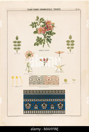 Dateiname: 07 11 001019 Titel: Plant-Forms Ornamental behandelt - Sweet Briar Creator/Contributor: Carter, Grace (Künstler); L.Prang & Co (Publisher) Ausgabedatum: 1874 Physische Beschreibung Hinweis: Genre: Chromolithographs; Noch leben Drucke; Abbildungen Ort: Boston Public Library, auf 2011-08-05: Kamera: Sinar AG Sinarback 54 FW, Sinar m Stockfoto