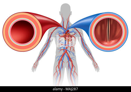 Arterie und Vene Struktur als menschliche Zirkulation Konzept mit Blutgefäßen in der Nähe in einem 3D-Illustration Stil. Stockfoto