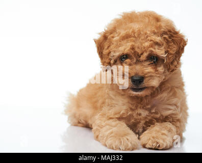 Happy Pudel hund welpe Festlegung auf weißem Hintergrund. Isoliert man Welpen Stockfoto