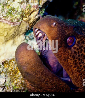 Riesige Muränen (Gymnothorax javanicus) können drei Meter lang werden. Sie bilden einen eindrucksvollen Anblick, wenn Sie frei sind, - Schwimmen, das ist in der Regel in der Nacht, da sie nachtaktiv sind Feeder. Tagsüber ruhen sie in Reef Spalten mit nur ihre Köpfe heraus lugen. Wie apex Raubtiere, sie sind selbstbewusst genug, um den Taucher eng zu nähern. Allerdings sollte dies in sorgfältiger Art und Weise zu benutzen, die nicht Alarm durchgeführt werden. Das Bild zeigt die Aal große, Stout, scharfe Hunde- und seitlichen Zähne im Oberkiefer. Der Unterkiefer hat zu beeindruckenden Zähne. Bisse sind sowohl schmerzhaft und gefährlich! Ägyptischen Roten Meer. Stockfoto