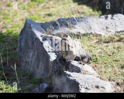 Ctenosaura imilis bekannt als schwarze Stacheligen-tailed Iguana in Tulum Maya Stadt, archäologische Stätte, ctenosaur, Eidechse, die in Mexiko und Mittelamerika Stockfoto