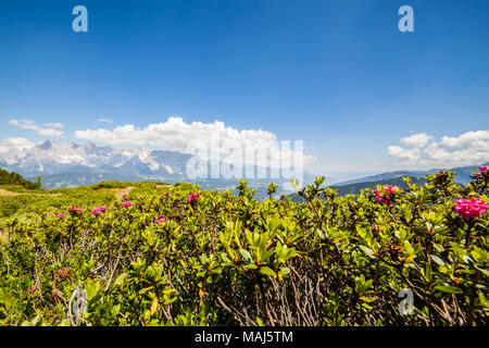 Blume Alpenrose am Berg Reiteralm und der entfernten Bergkette Dachstein in den österreichischen Alpen Stockfoto