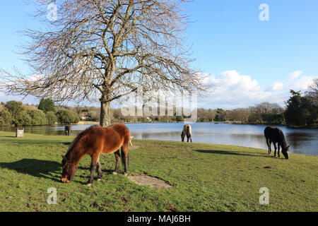 New Forest Ponys in Beaulieu Dorf, Hampshire, England, UK. Stockfoto