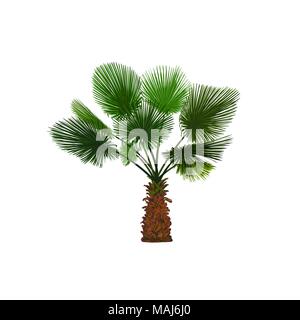 Vector Illustration der Farbe spaß Palm. Tropische Palme Stock Vektor