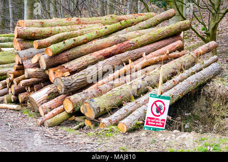 Holz ein Haufen von Frisch gefällten Kiefern mit einem Nicht klettern auf Holz stapeln beachten Stockfoto