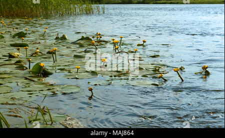 Dickicht der Seerosen, gelbe und weiße Seerosen wachsen in sumpfigen Gebieten Stockfoto