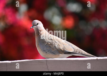 Die lachende Taube oder Spilopelia senegalensis. Stockfoto