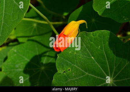 Eine einzelne Orange Bud von kapuzinerkresse Pflanzen mit ihren Blättern. Stockfoto