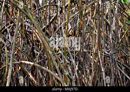 Wurzeln der rote Mangroven. Stockfoto