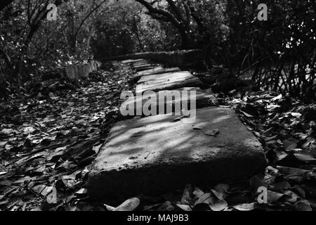 Ein einsamer Fußweg durch den Mangrovenwald in Schwarzweiß. Stockfoto