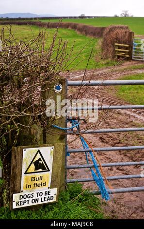 Stier im Feld Warnzeichen auf blauen Tor Titel durch ein Feld in Shropshire, England zu Schlammigen Stockfoto