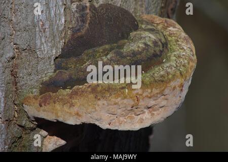 Große Halterung Pilze (Ganoderma australe) wachsen auf einer Buche in Seaton Park, Aberdeen, Schottland, Großbritannien. März, 2018. Stockfoto