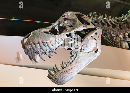 T Rex Skull; Tyrannosaurus Rex oder T Rex Dinosaurier Fossil Skull, Seitenansicht, Houston Museum of Natural Science, Houston, Texas, USA Stockfoto