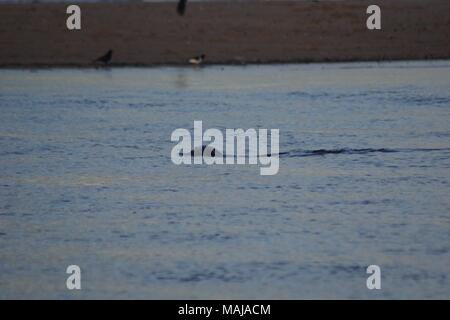 Seehund (Phoca vitulina), Schwimmen im Fluss Don bei Flut. Donmouth lokale Naturschutzgebiet, Aberdeen, Großbritannien. Frühling, 2018. Stockfoto