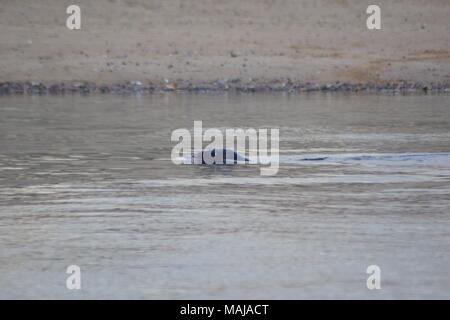 Seehund (Phoca vitulina), Schwimmen im Fluss Don bei Flut. Donmouth lokale Naturschutzgebiet, Aberdeen, Großbritannien. Frühling, 2018. Stockfoto