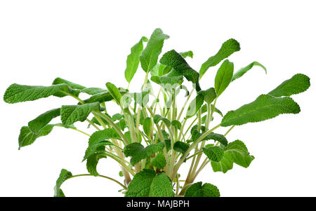 Frischer Salbei in einem Blumentopf. Salbei Bush oder Zweigniederlassungen, kochen Kraut oder Kräutermedizin Thema, auf weißem Hintergrund. Stockfoto