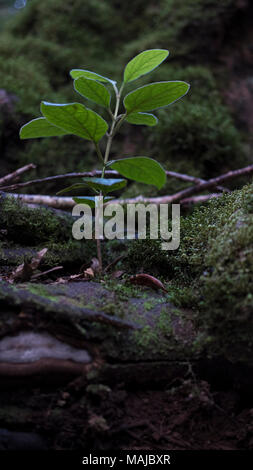 Close-up auf dem Boden einer kleinen Pflanze, durch den felsigen Boden wächst, im ländlichen Park von Anaga, einem tropischen Lorbeerwald für seine Artenvielfalt bekannt Stockfoto