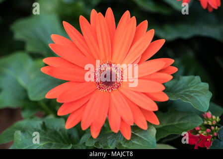 Rote Gerbera daisy flower mit Blättern Stockfoto