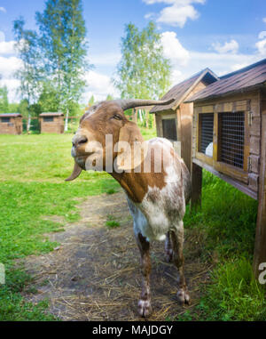 Eine Ziege kauen das Gras in einem Bauernhof im Sommer sonnigen Tag Stockfoto