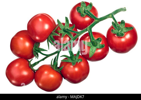 Große Cluster der mittelständischen Globus Tomaten (Ciliegia sel. Regina), Ansicht von oben. Tomaten auf der Rebe (TOV) Stockfoto