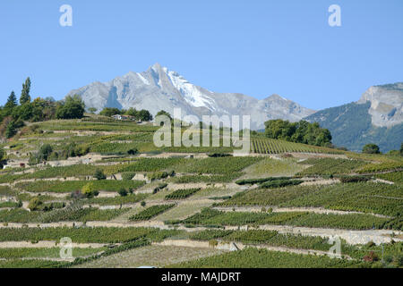 Terrassierten Weinbergen Trauben, von der Swiss Wine Trail oberhalb der Stadt Sion gesehen, im oberen Rhonetal, Kanton Wallis, Schweiz. Stockfoto