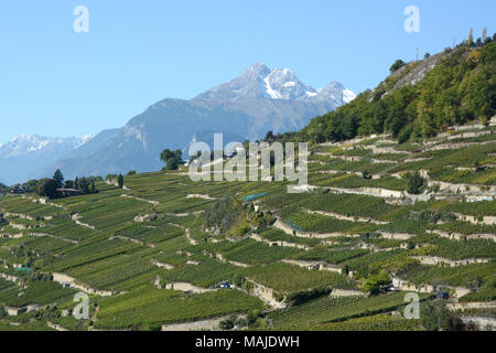 Terrassierten Weinbergen Trauben, von der Swiss Wine Trail oberhalb der Stadt Sion gesehen, im oberen Rhonetal, Kanton Wallis, Schweiz. Stockfoto