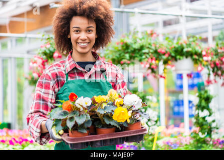 Seitenansicht eines engagierten Floristen Holding ein Fach mit dekorativen Blumen Stockfoto