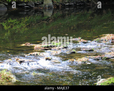 Cascading Wasser im Fluss Szene mit pendelarm Vogel auf Rock bei Cenarth fällt, Ceredigian, Wales, Großbritannien Stockfoto