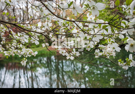 Weißer Hartriegel Blüten verkünden die Ankunft des Frühlings auf dem Carter Presidential Center in Atlanta, Georgia. (USA) Stockfoto