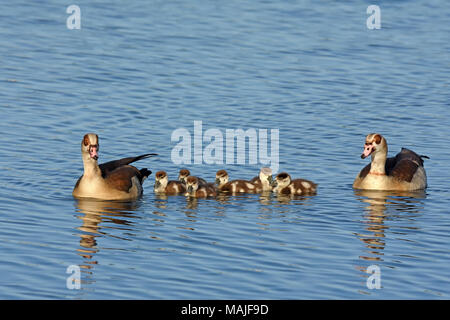 Nilgans Familie im Wasser Stockfoto