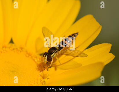 Schweben Sie fliegen auf gelben Blume Stockfoto