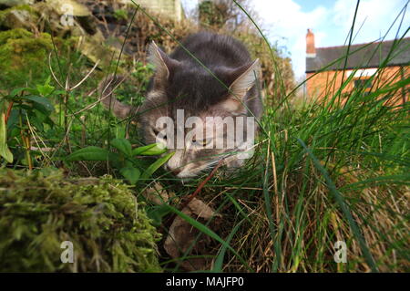 Tabby Katze jagd in langen Gras Stockfoto