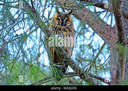 Lange eared owl, Asio otus auf einem Baum Stockfoto