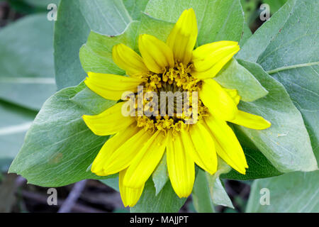 Schmale Blätter Maultier Ohren (Wyethia angustifolia) in voller Blüte. Stockfoto