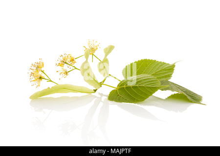 Linden Blumen mit Blättern auf weißem Hintergrund mit Reflexion isoliert. Stockfoto