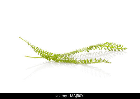 Gemeinsame schafgarbe Blätter auf weißem Hintergrund. Achillea millefolium, Heilpflanze. Stockfoto