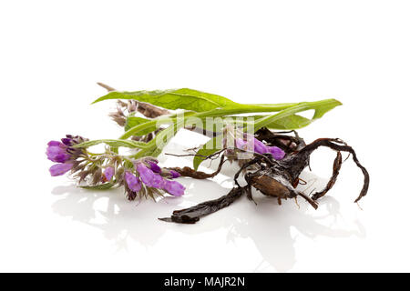 Lila blühenden Beinwell Blume und root auf weißem Hintergrund. Heilpflanze. Stockfoto