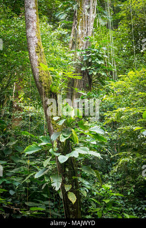 Üppig grüne Reben und Pflanzen wachsen auf Baum im Dschungel Stockfoto