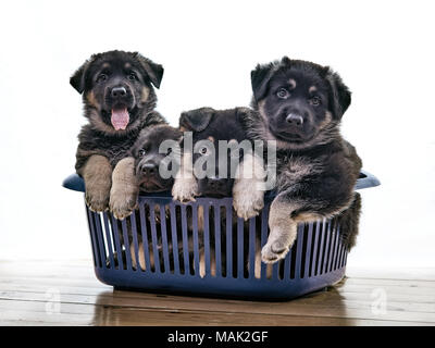 Welpen von East European shepherd Schwarz mit lohfarbenen Abzeichen sitzt im Wäschekorb. Das Alter der Welpen ca. zwei Monate ab dem Tag der Bib Stockfoto