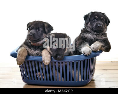 Welpen von East European shepherd Schwarz mit lohfarbenen Abzeichen sitzt im Wäschekorb. Das Alter der Welpen ca. zwei Monate ab dem Tag der Bib Stockfoto