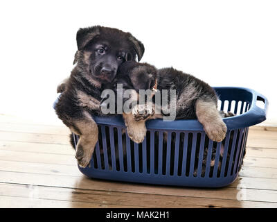 Welpen von East European shepherd Schwarz mit lohfarbenen Abzeichen sitzt im Wäschekorb. Das Alter der Welpen ca. zwei Monate ab dem Tag der Bib Stockfoto