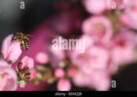 Nahaufnahme der rosa Blüte aus einer Frucht Baum mit Nektar sammeln Biene auf der linken Seite und Blossom bukeh für den Hintergrund. Stockfoto