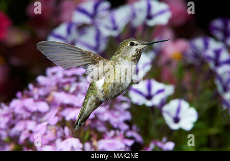 Frau Anna Kolibri (Calypte Anna) im Flug Stockfoto