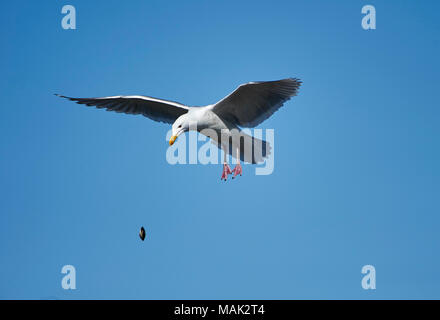 Western Möwe (Larus occidentalis) im Flug fallen Schalentiere auf steinigen Strand Schale zu knacken,, Kota Kinabalu, British Columbia, Kanada Stockfoto