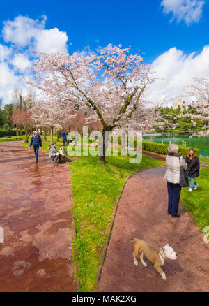 Rom, Italien, im Frühjahr blühenden Japanischen Kirschbäume, genannt Hanami, im Park des EUR künstlicher See, modernen Stadtteil im Süden von Rom Stockfoto