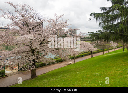 Rom, Italien, im Frühjahr blühenden Japanischen Kirschbäume, genannt Hanami, im Park des EUR künstlicher See, modernen Stadtteil im Süden von Rom Stockfoto