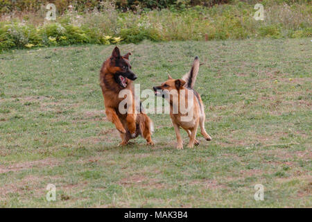 Zwei Deutsche Schäferhunde Spielen auf der Wiese. Stockfoto