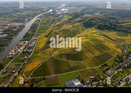 Weinbaugebiet Mosel, Weinberge, Wellenstein, Saarland, Grevenmacher, Luxemburg, Europa, Luftaufnahme, Vögel-Augen-blick, Luftaufnahme, Aerial photog Stockfoto