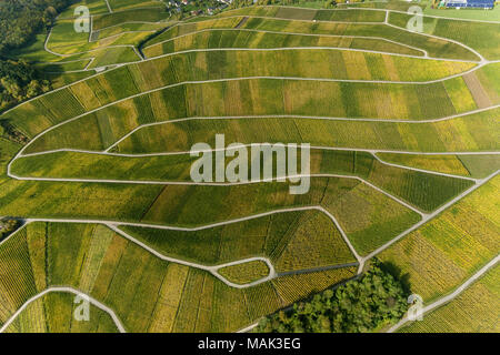 Weinbaugebiet Mosel, Weinberge, Wellenstein, Saarland, Grevenmacher, Luxemburg, Europa, Luftaufnahme, Vögel-Augen-blick, Luftaufnahme, Aerial photog Stockfoto