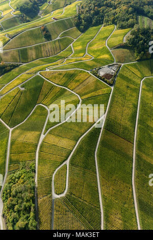 Weinbaugebiet Mosel, Weinberge, Wellenstein, Saarland, Grevenmacher, Luxemburg, Europa, Luftaufnahme, Vögel-Augen-blick, Luftaufnahme, Aerial photog Stockfoto